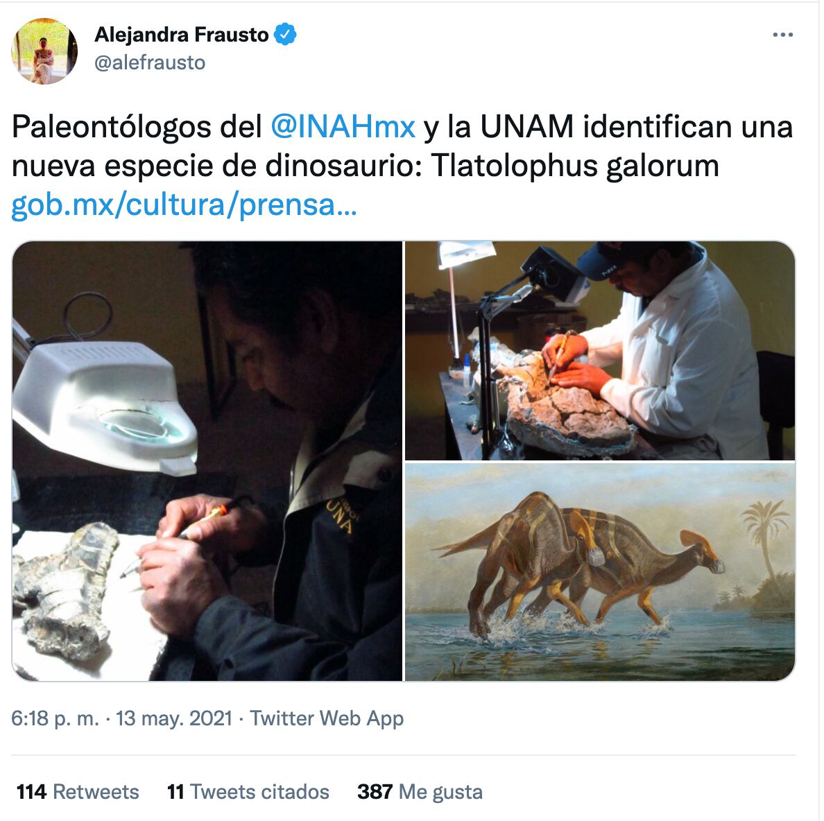 Investigación del Tlatolophus galorum