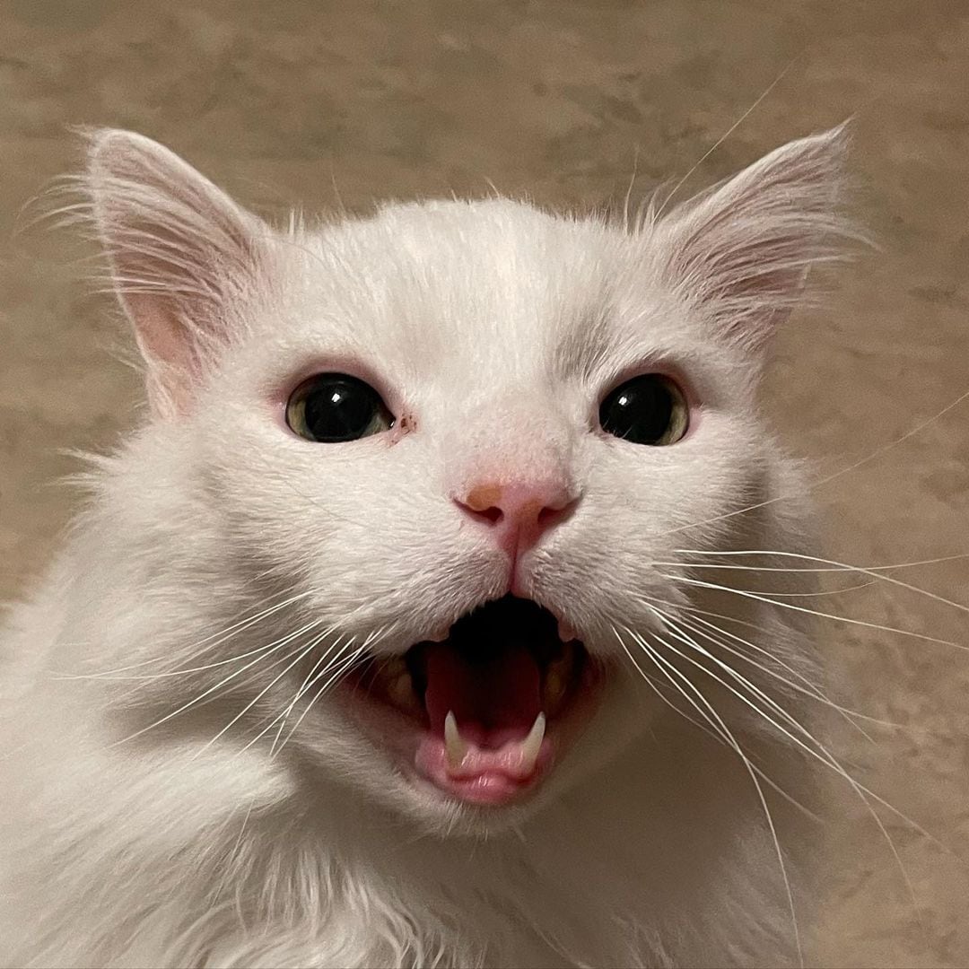 Thurston Waffles, gato que se hizo viral por su forma de maullar