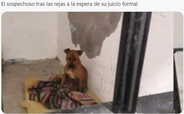 Meme del hombre atropellado por un perro