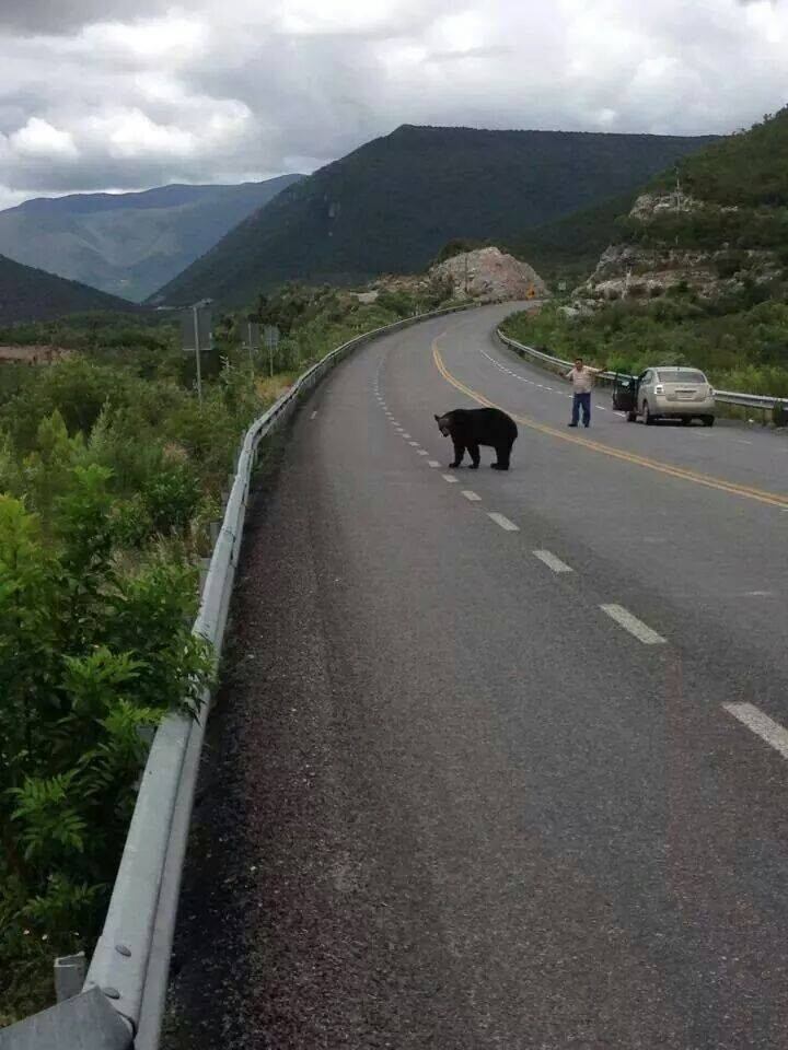 Oso negro en carretera Rumbo Nuevo