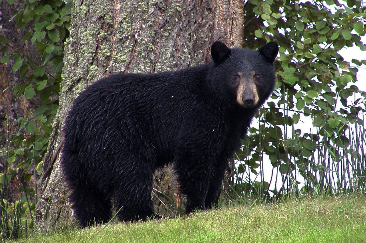 Un oso negro persiguió a una mujer que corría en Chipinque