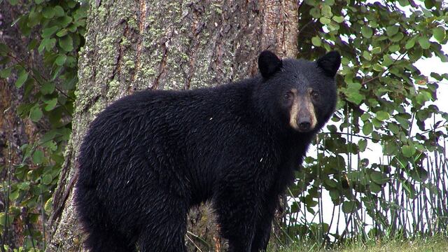 Un oso negro se 'colo' a una fiesta