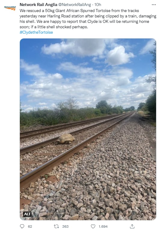 Tortuga bloqueando vía del tren
