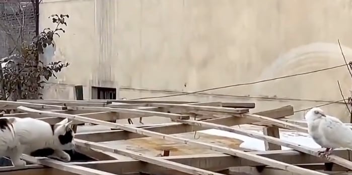 Gato se lanza contra una paloma