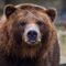 Aprueban uso de bilis de oso como tratamiento contra coronavirus