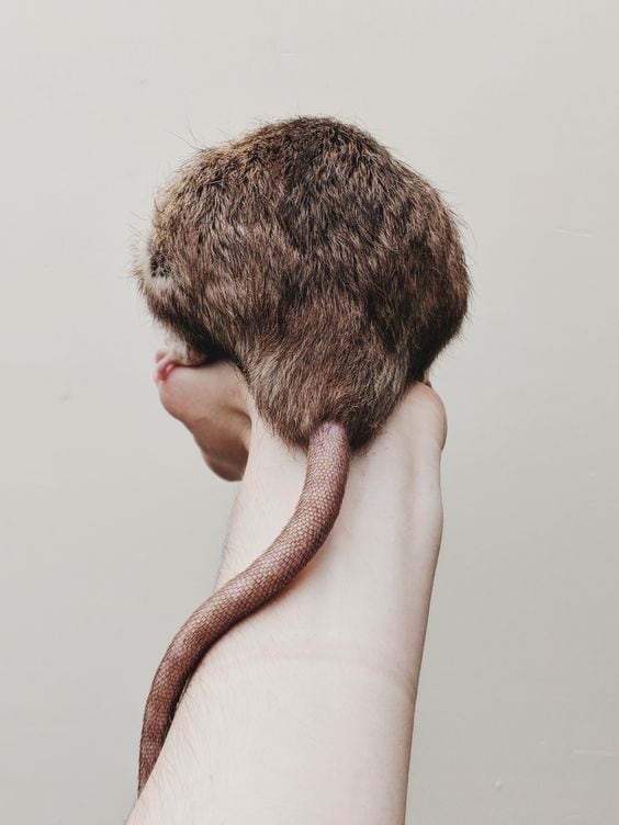 Soñar con ratas muertas