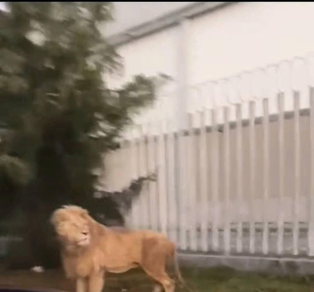 León es visto paseando por Ocoyoacac, Estado de México
