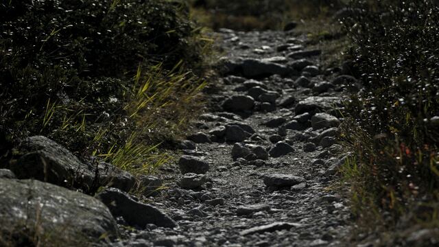 Este es el nombre a tierra mojada, la cual es provocada, a su vez, por una bacteria