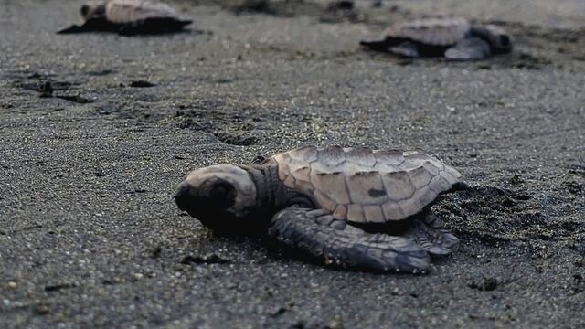 Festival Comunitario de la Tortuga y Medio Ambiente
