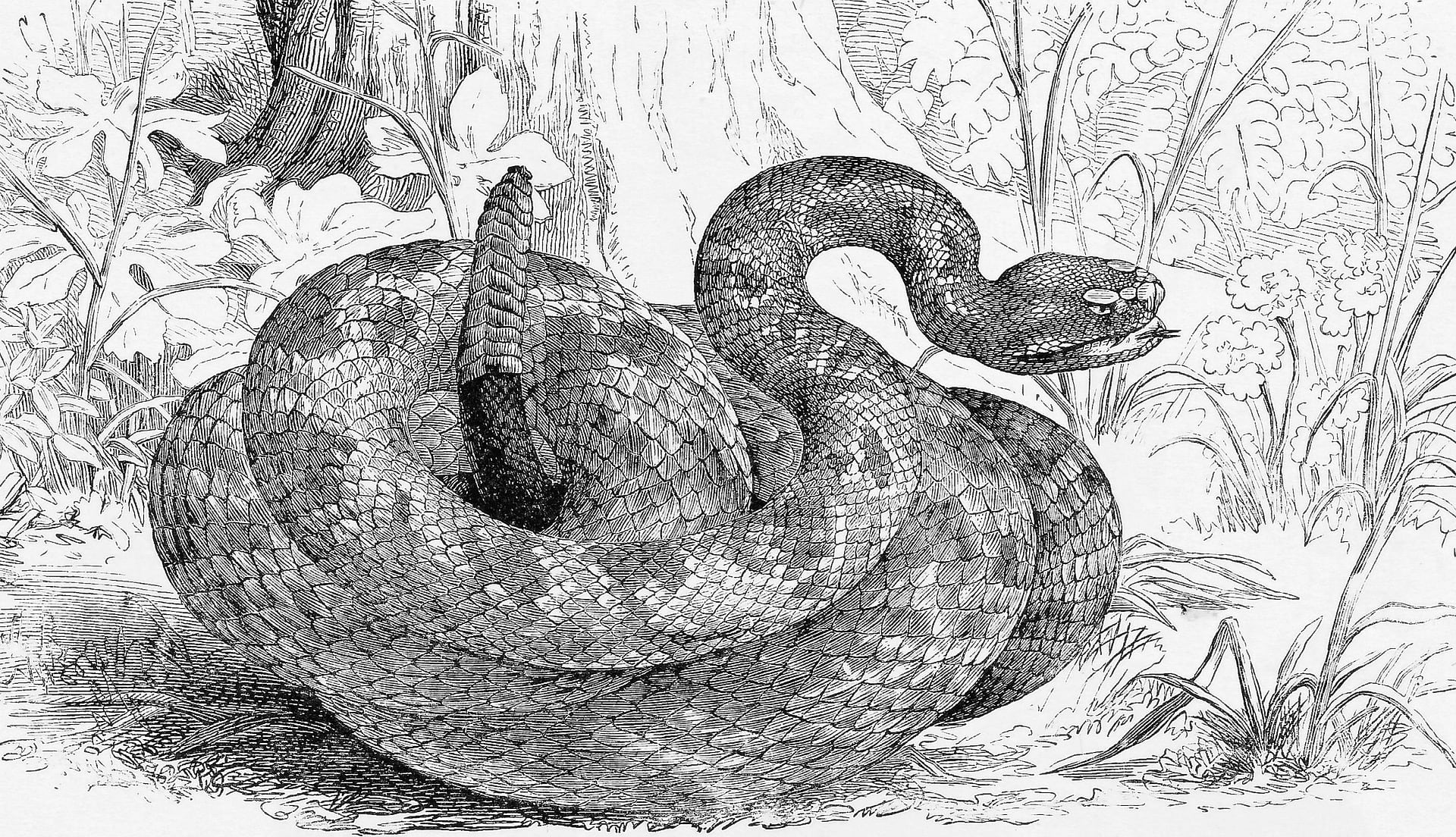 Horóscopo Chino 2022: Serpiente