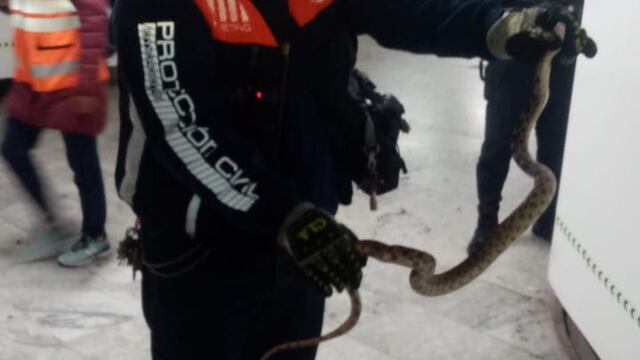 Serpiente en el Metro CDMX