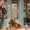 Muere Max Wright, famoso por su papel de Willie Tanner en la serie "ALF"