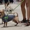 Día del Perro 2024: 7 parques pet friendly en CDMX para llevar a tu perrito a pasear sin problemas