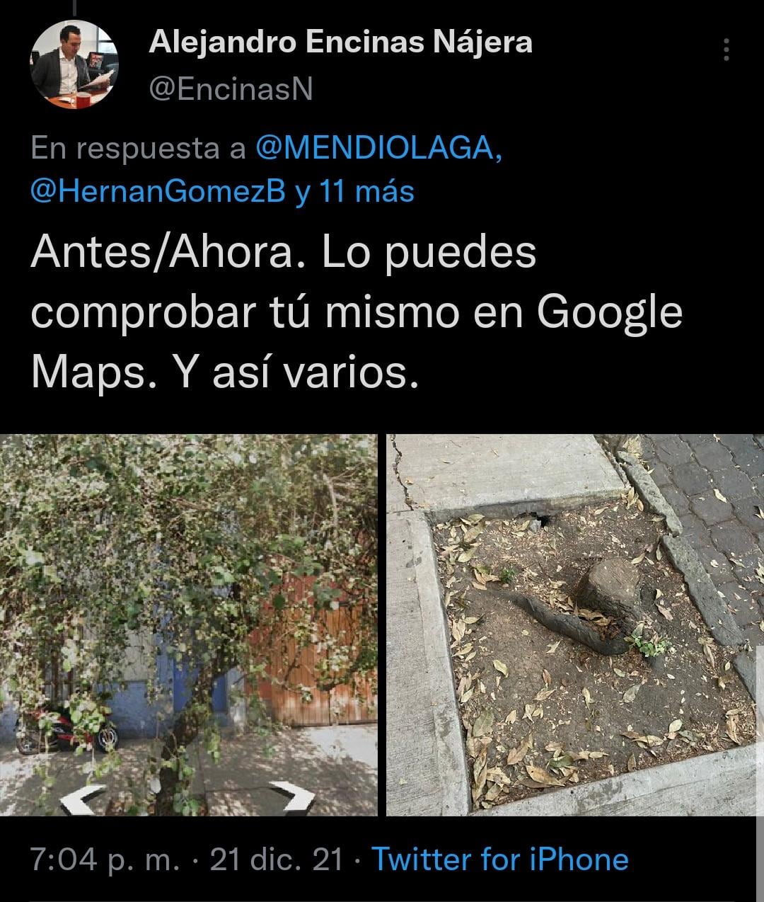Tala de arboles en alcaldía Coyoacán