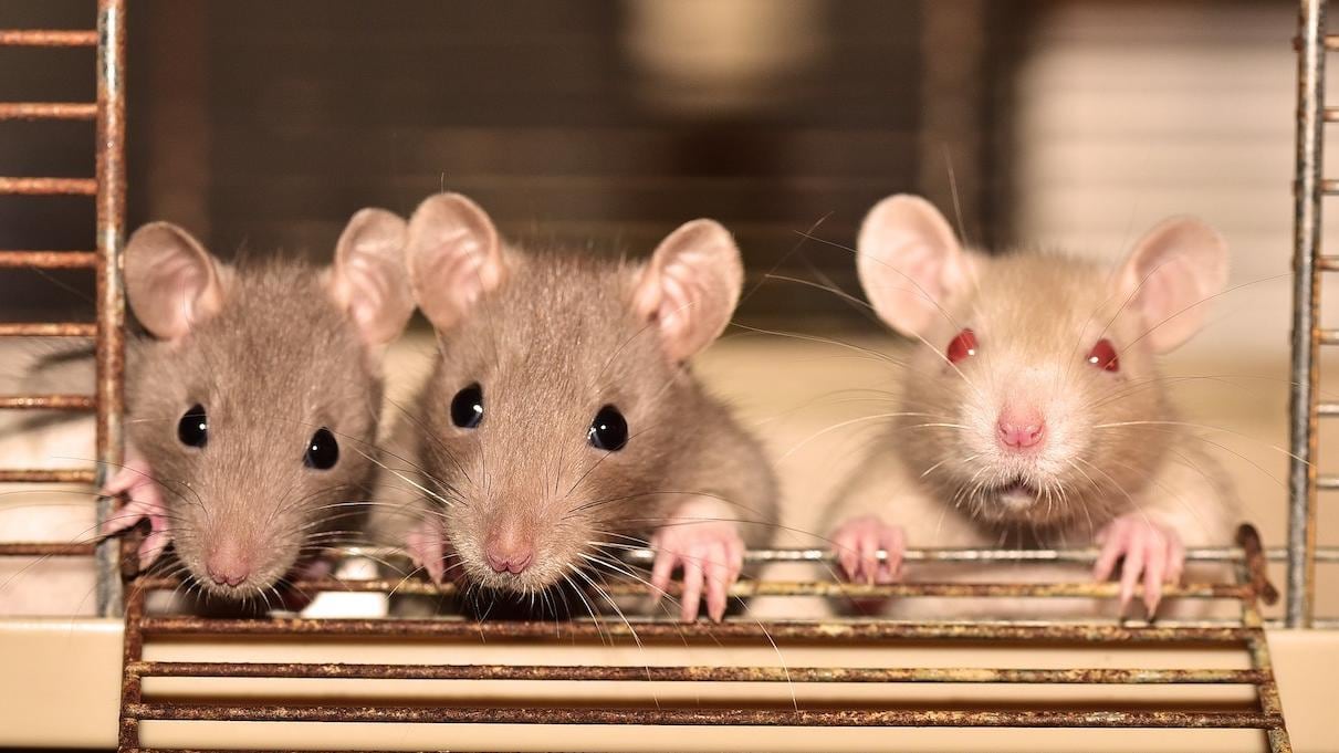 Las ratas saben recompensar los favores