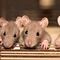 ¿Qué significa soñar con ratas? El sueño con ratones se ha vuelto muy común