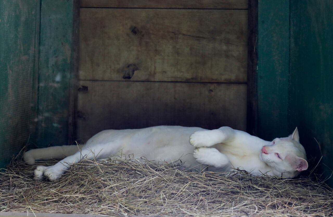 Ocelote albino