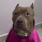 Plaza Mítikah discrimina a perrita pitbull; no la deja entrar por “agresiva”