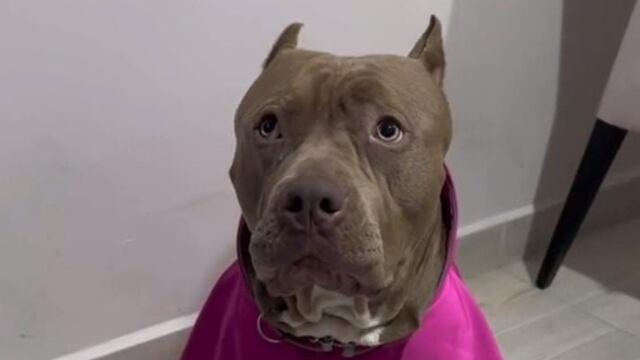 Pitbull es discriminado en Plaza Mítikah