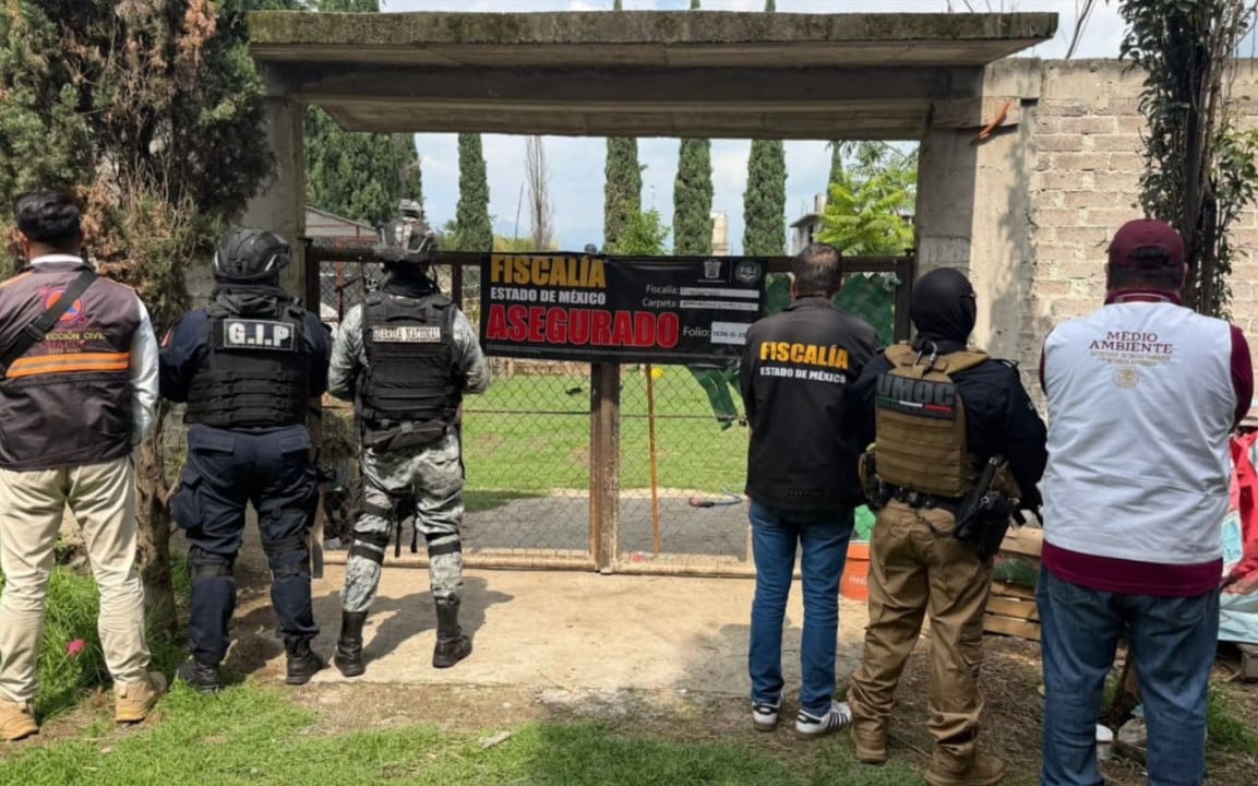 Aseguran inmueble en Chalco con pumas, león africano y más especies exóticas