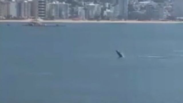 Ballena en Acapulco.