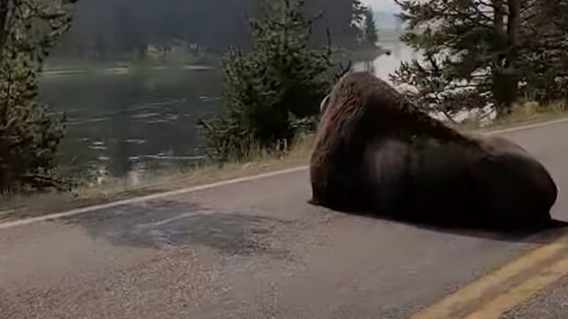 Bisonte duerme en medio de la carretera