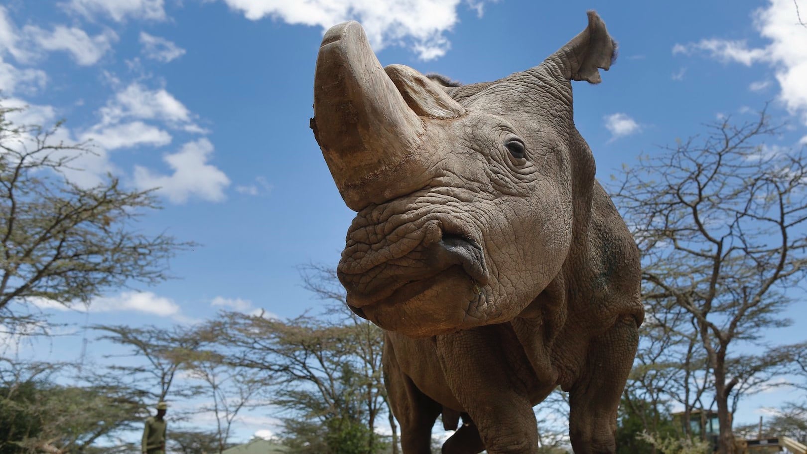 ¿Rinoceronte Blanco podría salvarse de la extinción? Fecundaron in vitro a una de las dos hembras que quedan
