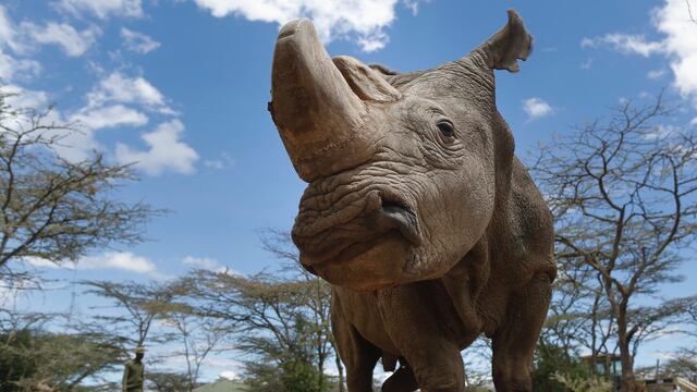 Último rinoceronte blanco