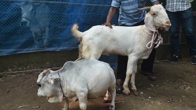 Reni, la vaca más pequeña del mundo