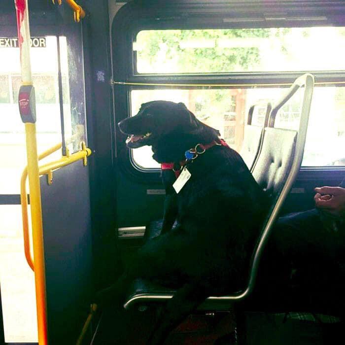Eclipse sube sola al autobus