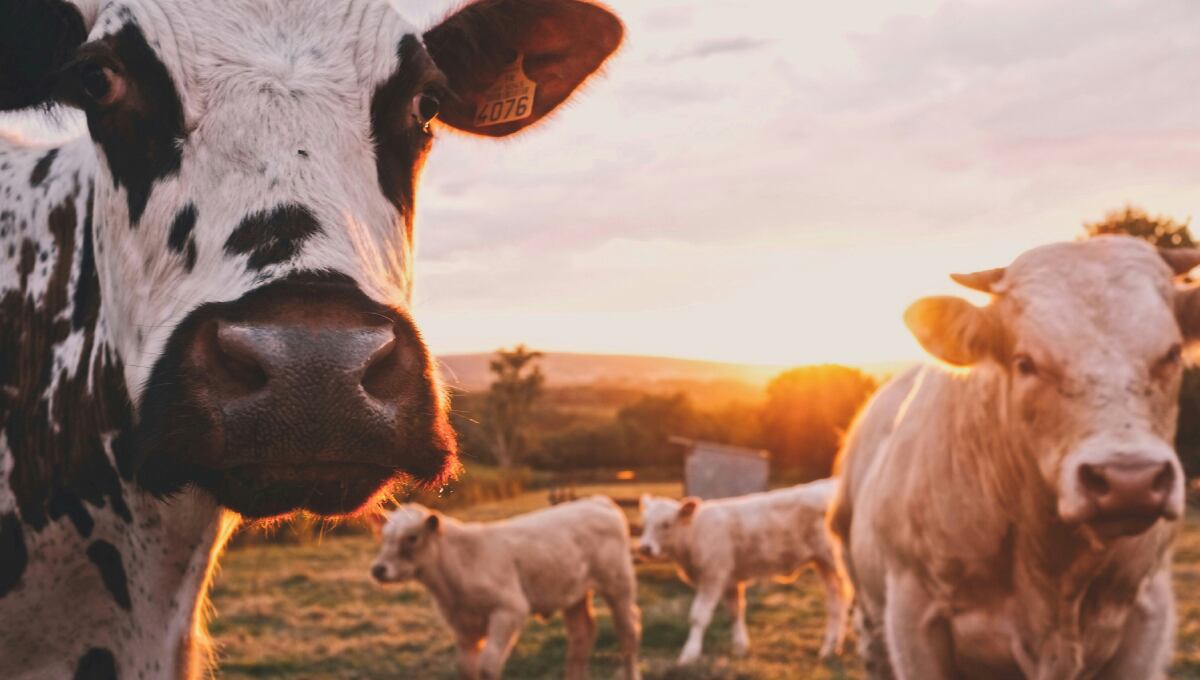 Vacas