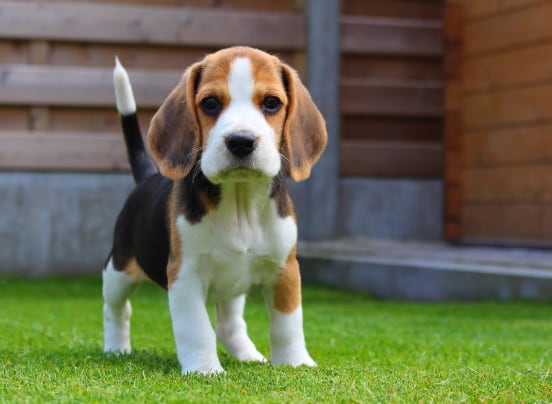 Beagle