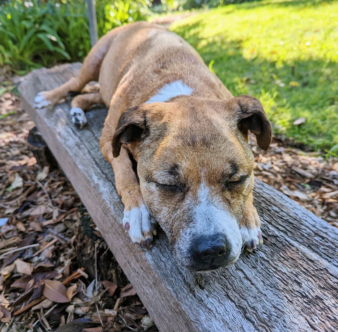 Perrito preservado hecho tapete por una empresa de taxidermia