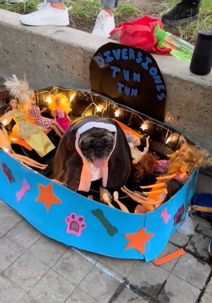 Perrito disfrazado de la monja de la feria