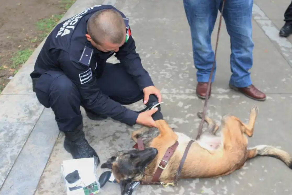 Laika, perrita rescatista