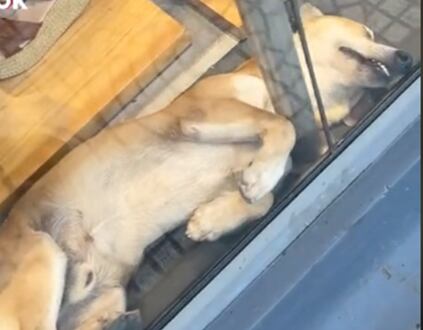 Perrito dormilon encuentra el lugar perfecto para tomar un descanso