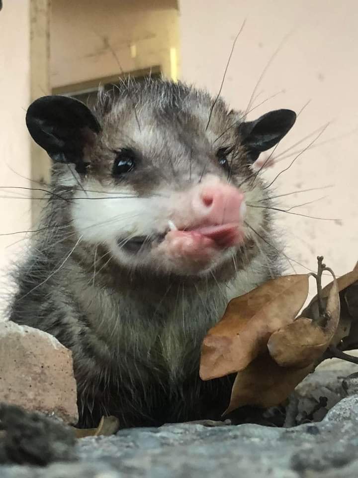 Tlacuache