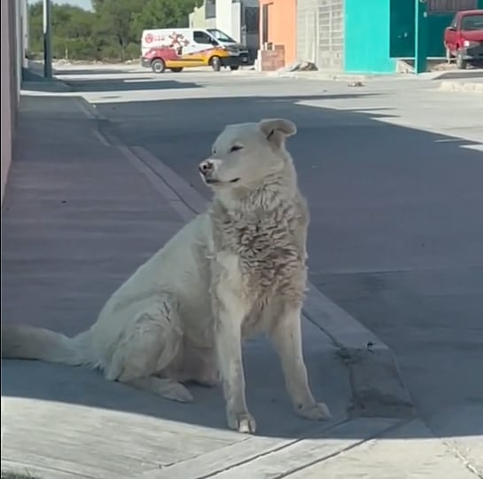 Perro finge ser callejero para que lo alimenten