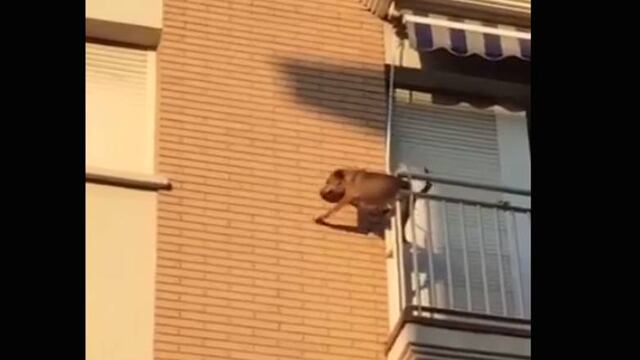 Perro se arroja del balcón.
