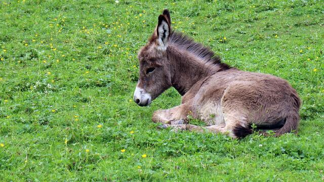 Un burrito se ha vuelto la sensación de internet al jugar con su pelota nueva