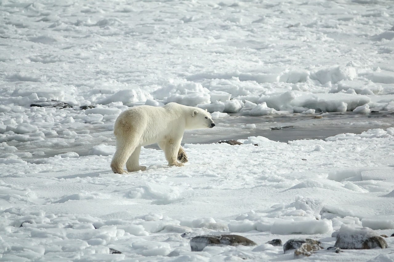 Oso Polar