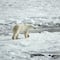 ¿Por qué no hay osos polares en la Antártida? Y otras curiosidades a saber en Día Internacional del Oso Polar