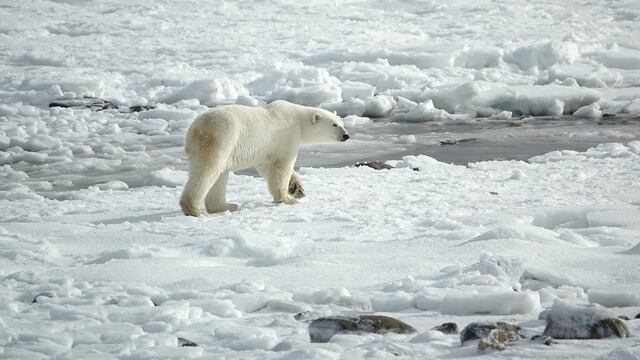 Oso Polar