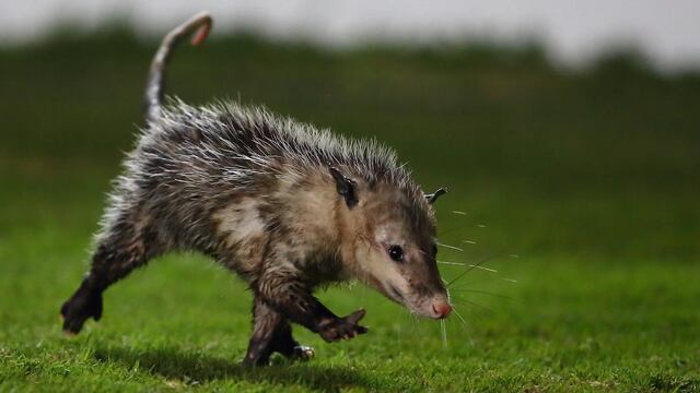 Tlacuache ‘Jarochito’.