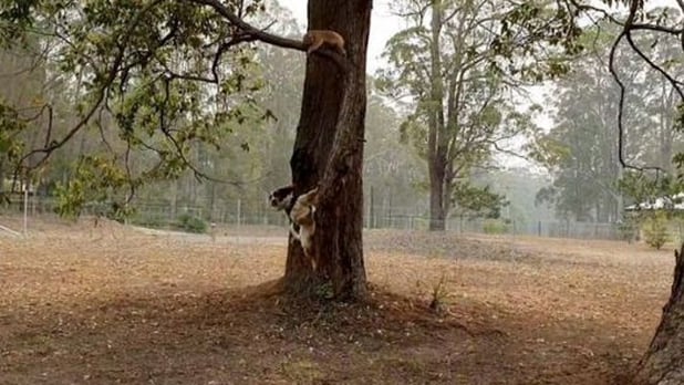 Taylor encuentra un koala