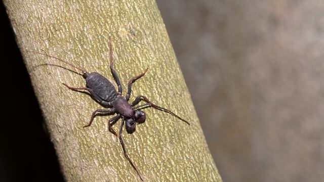 ¿Son peligrosos los vinagrillos? Te decimos qué hacer si ves uno