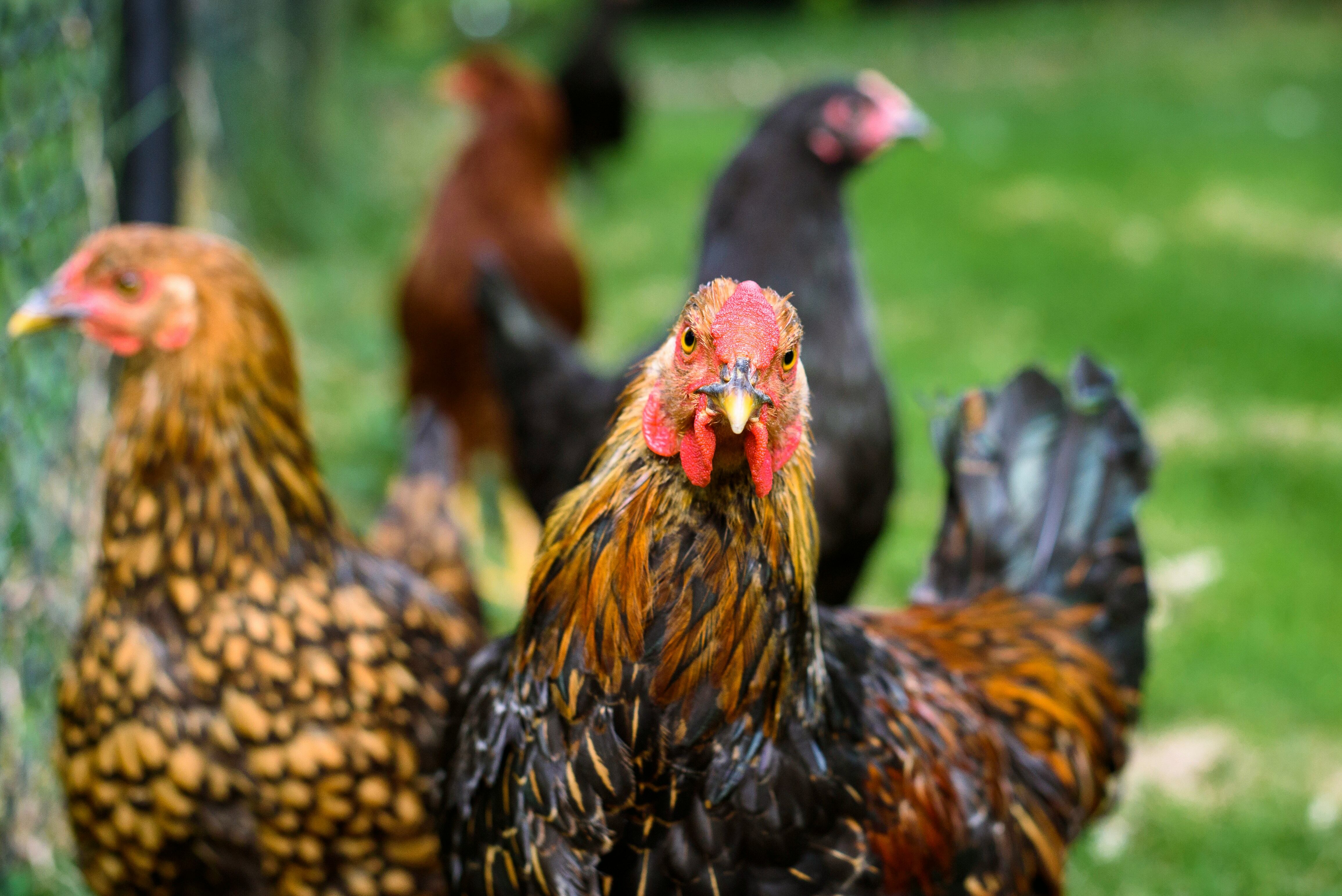 Este 2 de octubre es el Día Mundial de los Animales de Granja