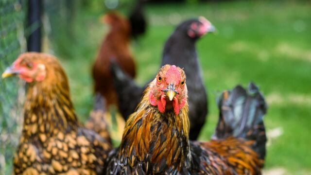 Este 2 de octubre es el Día Mundial de los Animales de Granja