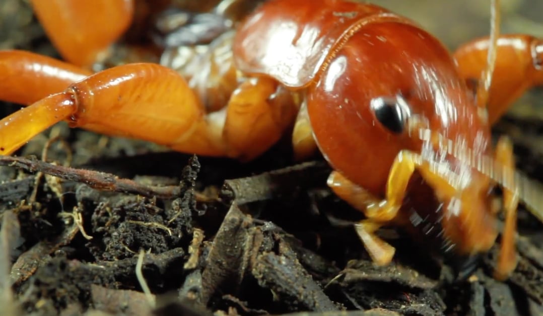 Insecto conocido como 'cara de niño'.