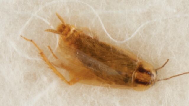 Cucarachas alimentadas con polvo lunar